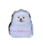 ポちゃんの気持ち（個別スタンプ：7）