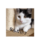 猫の生活 日本2（個別スタンプ：1）