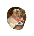 猫の生活 日本2（個別スタンプ：2）