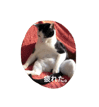 猫の生活 日本2（個別スタンプ：4）