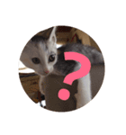 猫の生活 日本2（個別スタンプ：5）