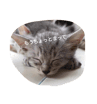 猫の生活 日本2（個別スタンプ：7）