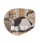 猫の生活 日本2（個別スタンプ：8）
