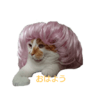 かわいい猫のあいさつ（個別スタンプ：1）