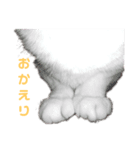 かわいい猫のあいさつ（個別スタンプ：3）