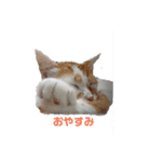 かわいい猫のあいさつ（個別スタンプ：4）