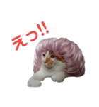 かわいい猫のあいさつ（個別スタンプ：8）