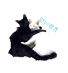 nero ＆ latte 使える猫スタンプ（個別スタンプ：1）
