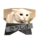 nero ＆ latte 使える猫スタンプ（個別スタンプ：2）