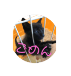 nero ＆ latte 使える猫スタンプ（個別スタンプ：4）
