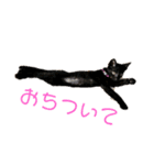 nero ＆ latte 使える猫スタンプ（個別スタンプ：5）