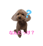 トイプのリッキー（個別スタンプ：1）