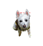 白犬 ぽっくん（個別スタンプ：1）