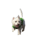 白犬 ぽっくん（個別スタンプ：4）