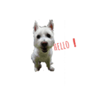 白犬 ぽっくん（個別スタンプ：5）