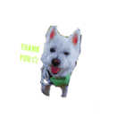 白犬 ぽっくん（個別スタンプ：7）