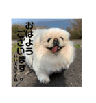 毎日使えるペキニーズ【仕立屋甚五郎】（個別スタンプ：2）