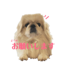毎日使えるペキニーズ【仕立屋甚五郎】（個別スタンプ：3）
