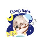 愛犬ぷん（個別スタンプ：4）