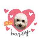 愛犬ぷん（個別スタンプ：5）