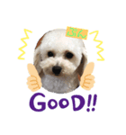 愛犬ぷん（個別スタンプ：8）