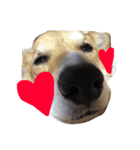 コーギー犬福ちゃん（個別スタンプ：1）