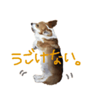 コーギー犬福ちゃん（個別スタンプ：3）