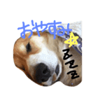 コーギー犬福ちゃん（個別スタンプ：4）