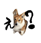 コーギー犬福ちゃん（個別スタンプ：5）