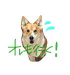 コーギー犬福ちゃん（個別スタンプ：7）