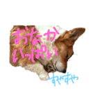 コーギー犬福ちゃん（個別スタンプ：8）
