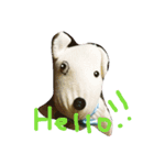 くーちゃんのひとこと（個別スタンプ：1）