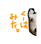くーちゃんのひとこと（個別スタンプ：4）