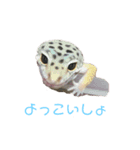 ペットたちー（個別スタンプ：3）