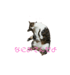 ペットたちー（個別スタンプ：5）