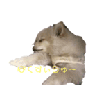 ペットたちー（個別スタンプ：8）