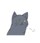 表情の多い猫（個別スタンプ：26）