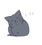表情の多い猫（個別スタンプ：40）
