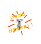愛犬あんのスタンプ（個別スタンプ：8）