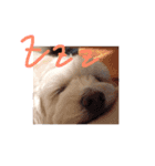 愛犬あんのスタンプ（個別スタンプ：13）