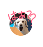 愛犬あんのスタンプ（個別スタンプ：14）