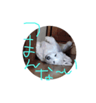 愛犬あんのスタンプ（個別スタンプ：15）