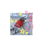 愛犬あんのスタンプ（個別スタンプ：16）