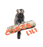 無関心どうぶつ（個別スタンプ：2）