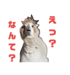 無関心どうぶつ（個別スタンプ：4）