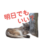 無関心どうぶつ（個別スタンプ：5）