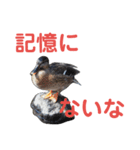 無関心どうぶつ（個別スタンプ：7）