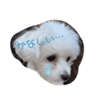 ちょこスタンプ 1（個別スタンプ：6）