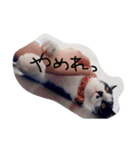 しまろんとちゃこ（個別スタンプ：1）