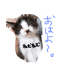 しまろんとちゃこ（個別スタンプ：6）